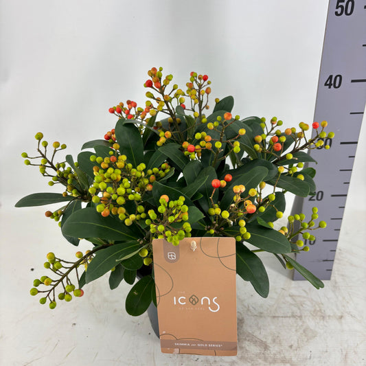 Skimmia japonica Beautiful 45cm 19cm Pot