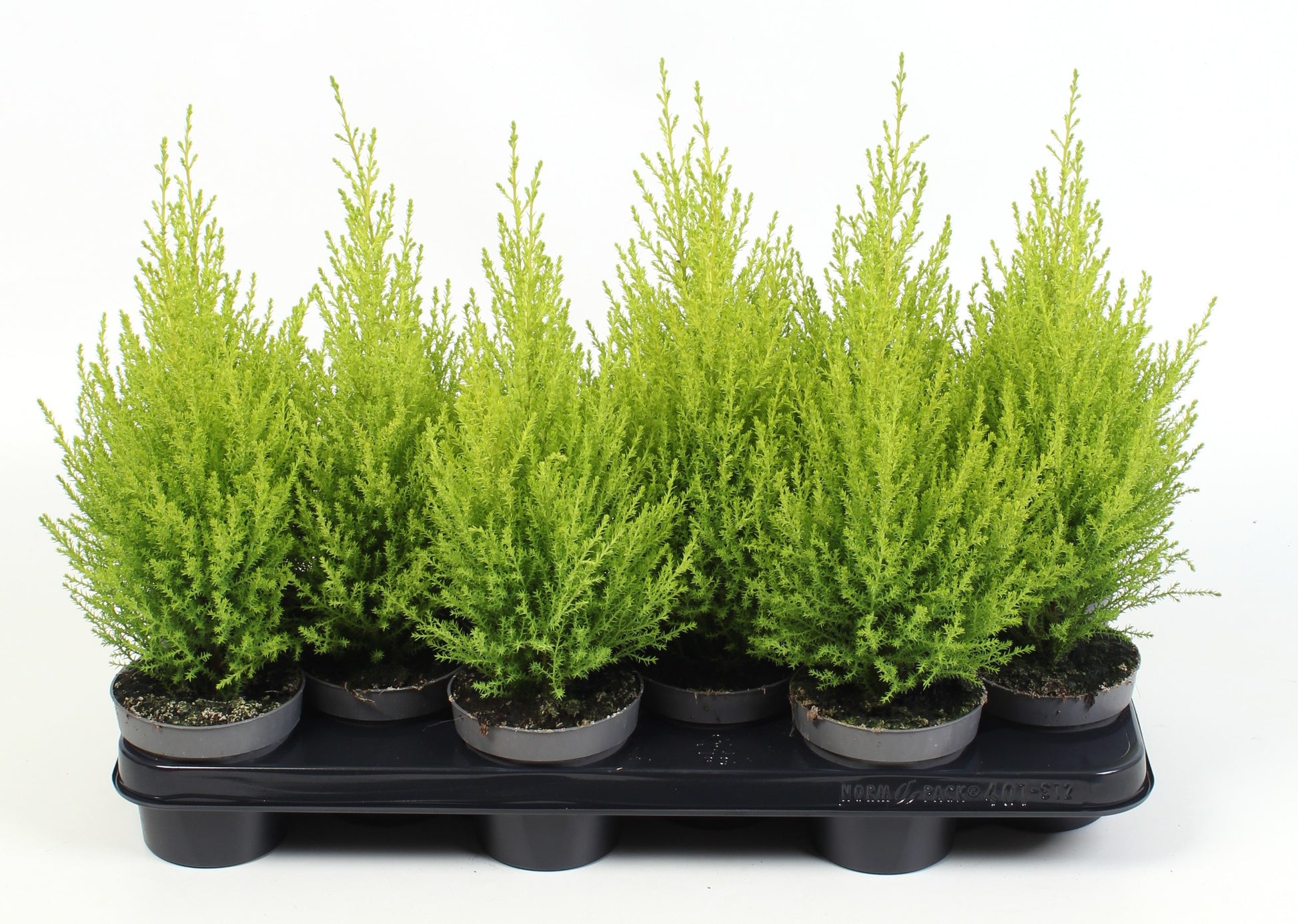 Cupressus Goldcrest Wilma 38cm 510cm Pot