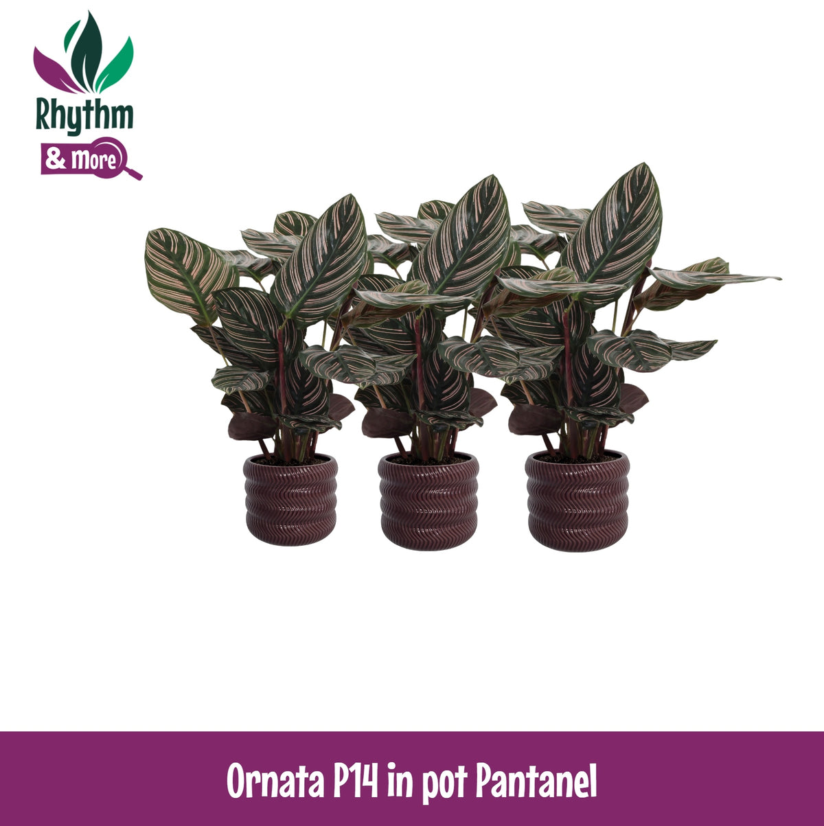 Calathea sanderiana 45cm 14cm Pot