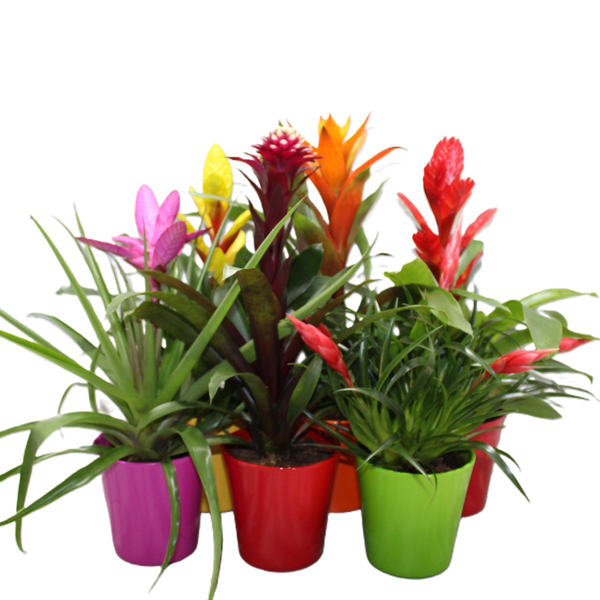 Bromelia mix (+ drp.ceramic) 45cm 12cm Pot