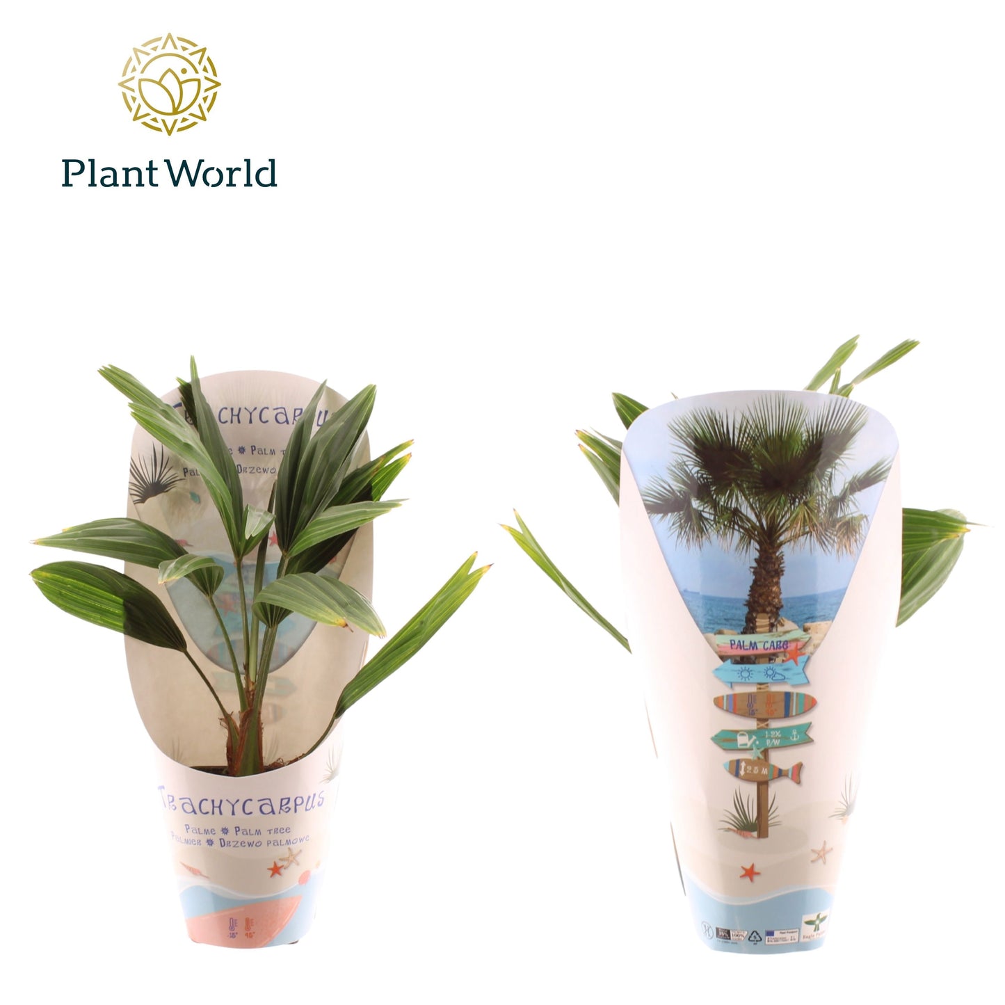 Trachycarpus fortunei 30cm 9cm Pot