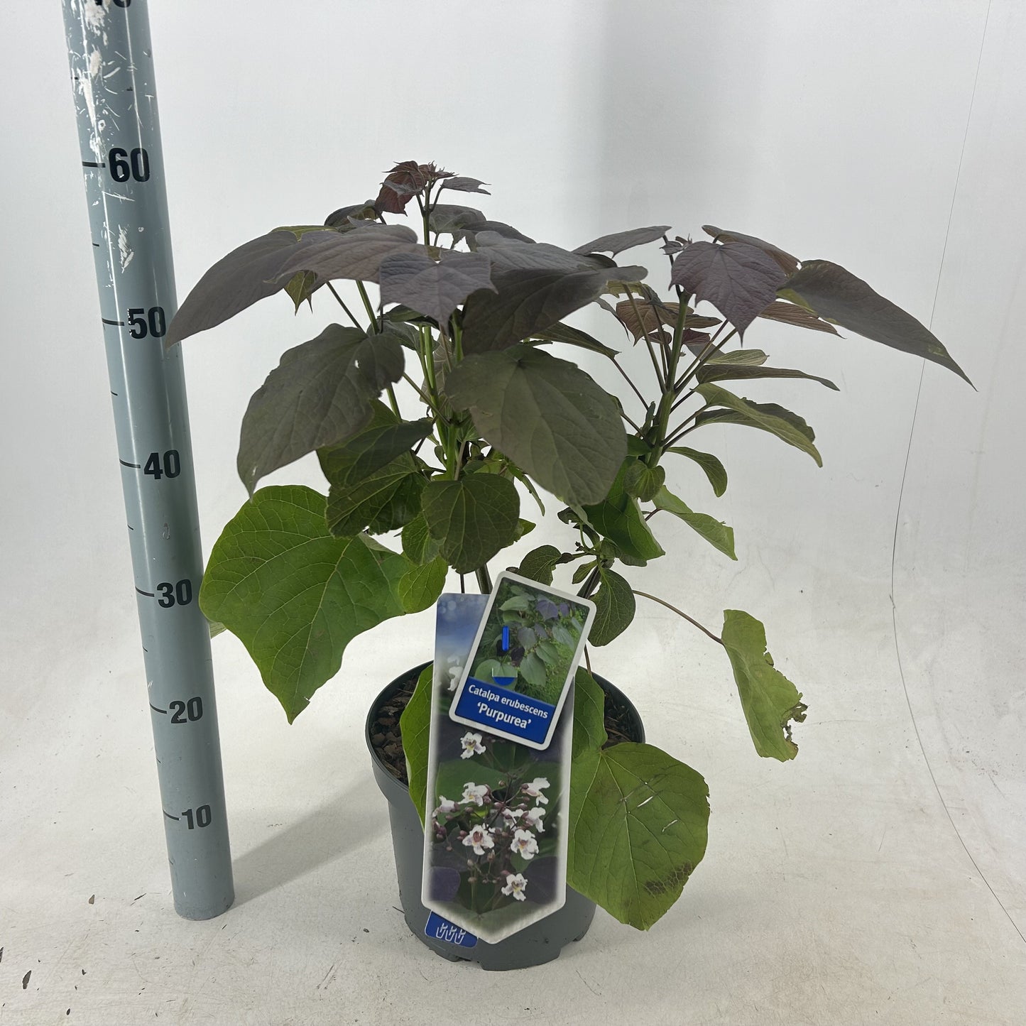 Catalpa eru. Purpurea 95cm 23cm Pot
