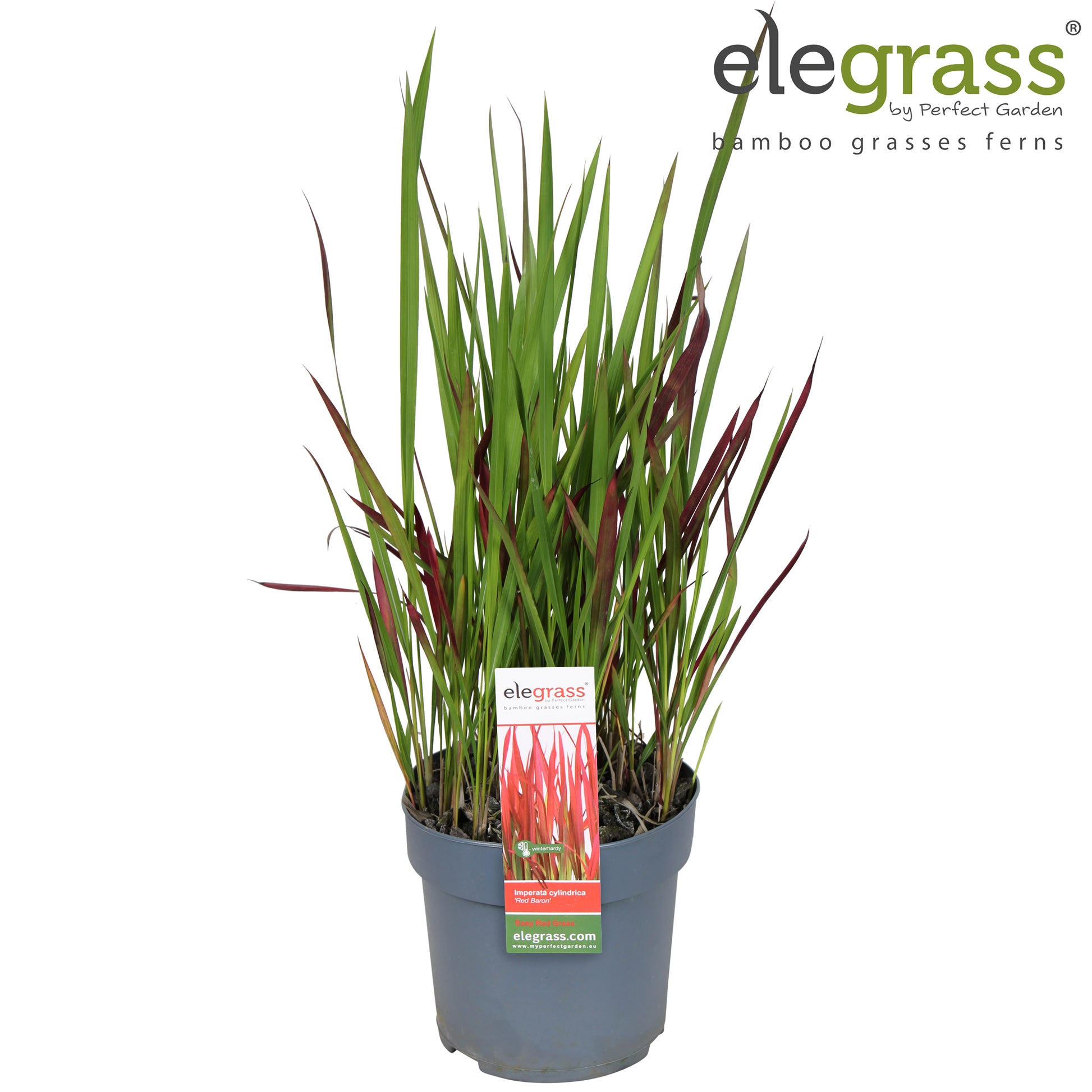 Imperata Red Baron 35cm 14cm Pot