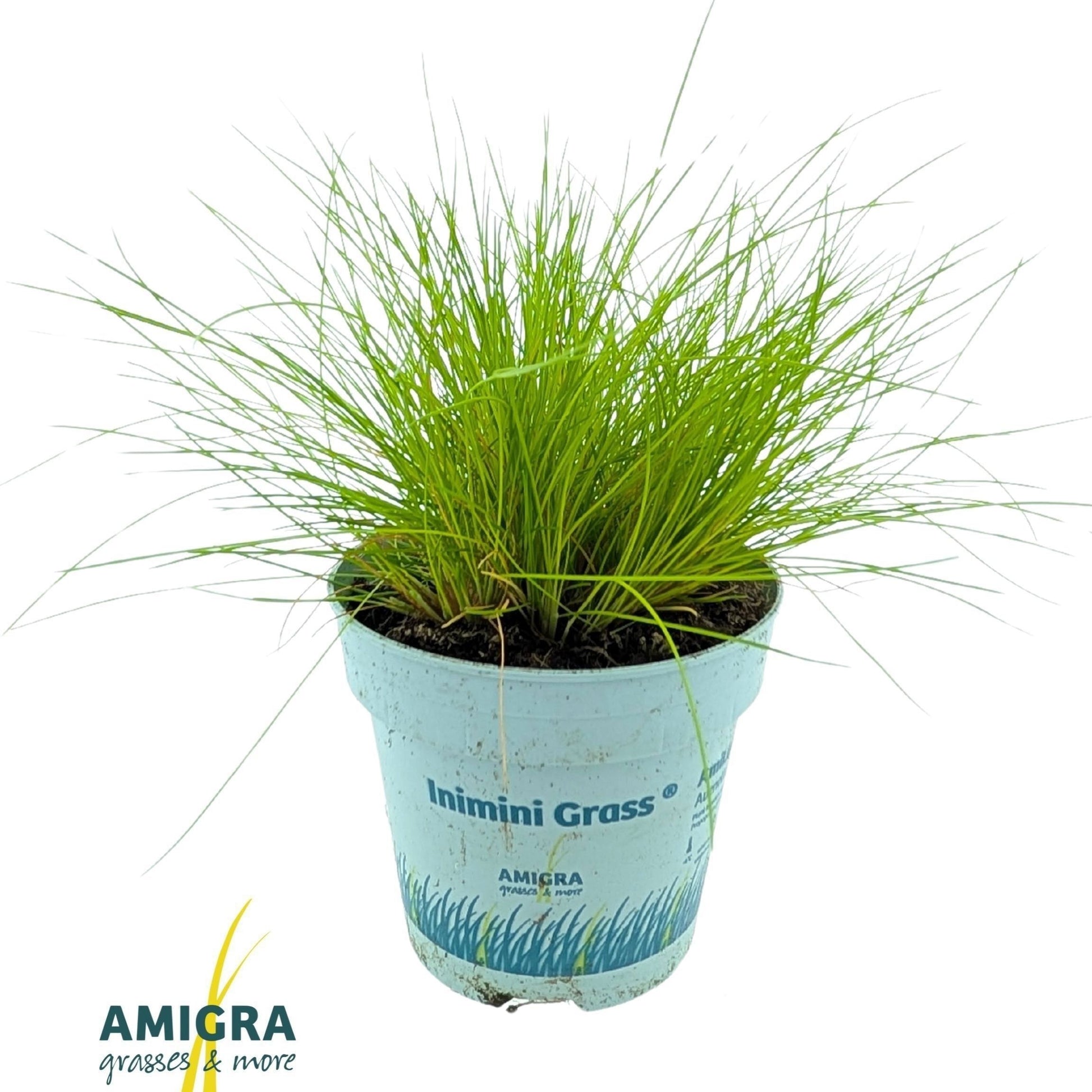 Deschampsia flex. Amilime 25cm 510cm Pot