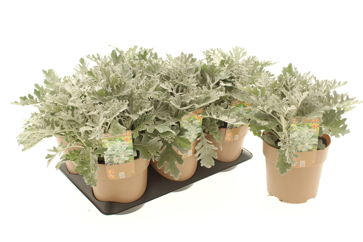 Senecio niv. Bello Grigio 30cm 15cm Pot