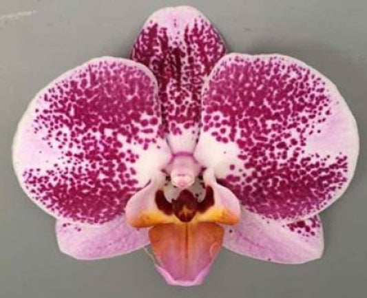 Phalaenopsis purple 55cm 12cm Pot