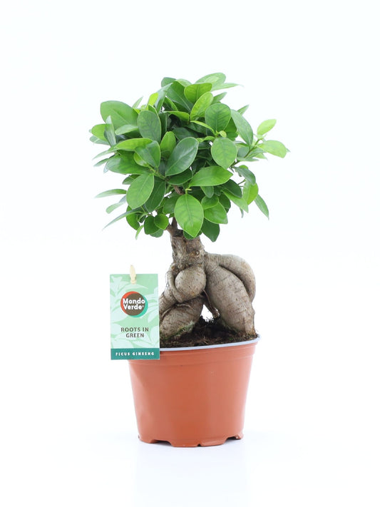 Mondo Verde (Bakker) Ficus micr. Ginseng Pack of 8