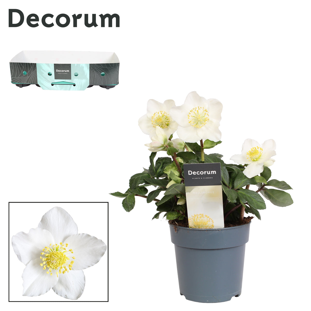 Helleborus niger Christmas Carol 20cm 12cm Pot