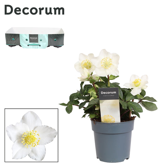 Helleborus niger Christmas Carol 20cm 12cm Pot