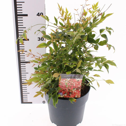 Nandina domestica Gulfstream 55cm 19cm Pot