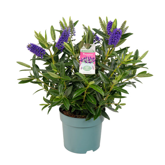 Hebe Hebedonna Britta 35cm 15cm Pot