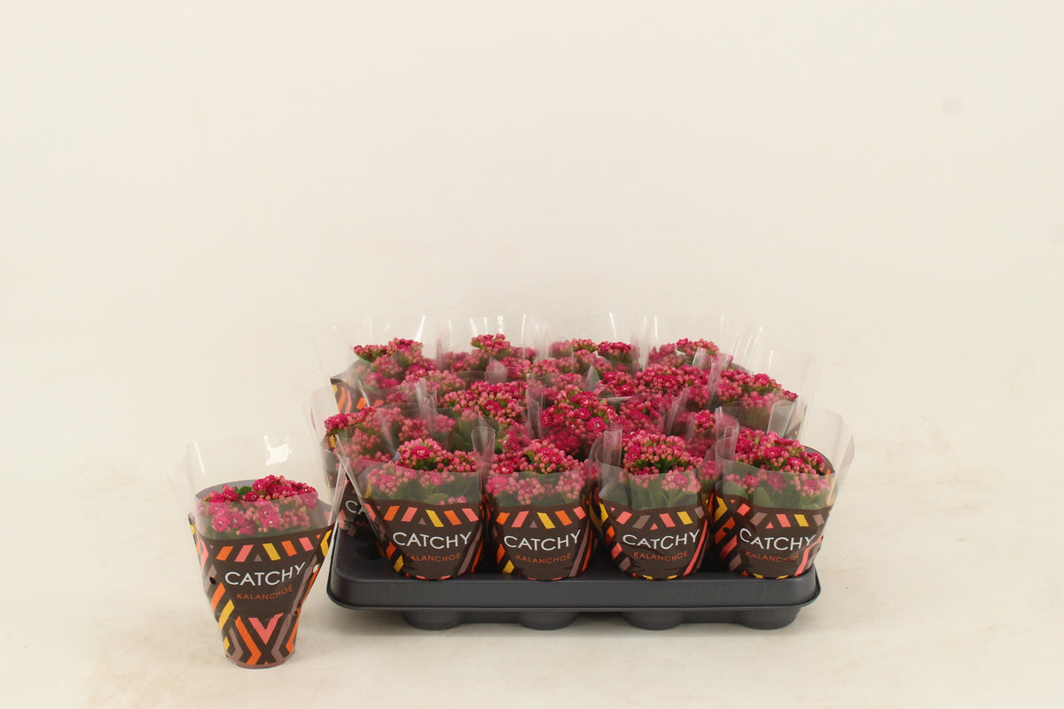 Kalanchoe double Garbo Lilac 15cm 8cm Pot