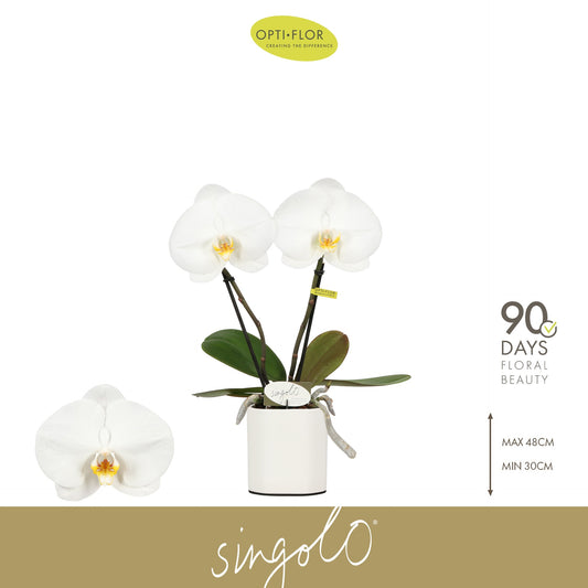 Phalaenopsis white 40cm 9cm Pot