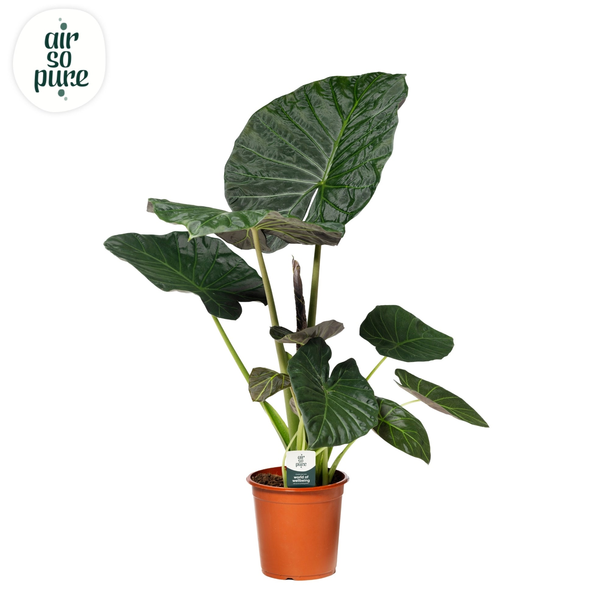Alocasia Regal Shields 90cm 24cm Pot