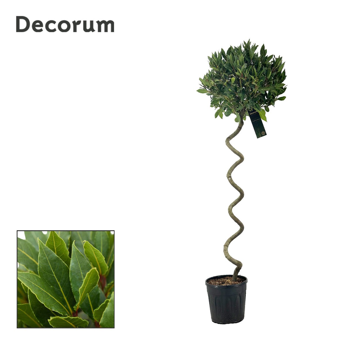 Laurus nobilis 150cm 25cm Pot