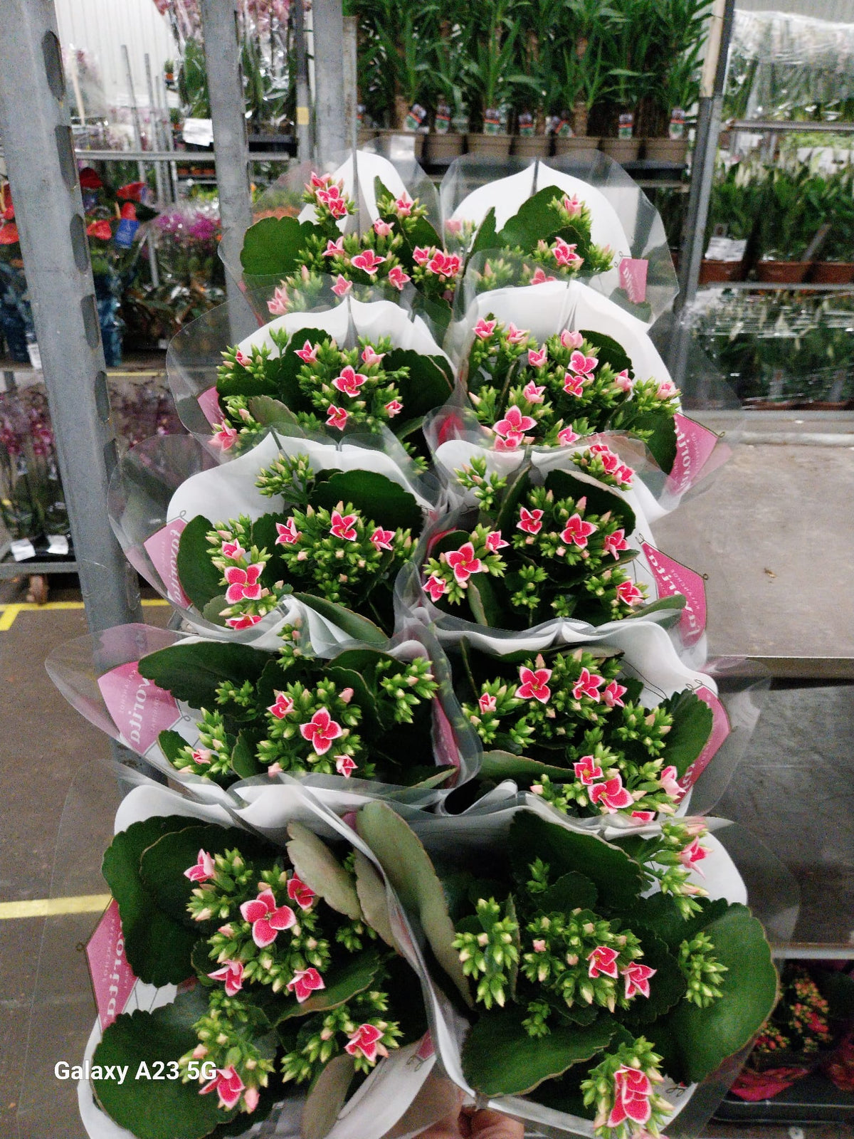 Kalanchoe Fogo 25cm 10.5cm Pot