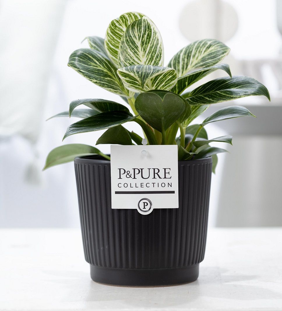 Philodendron scandens 35cm 12cm Pot