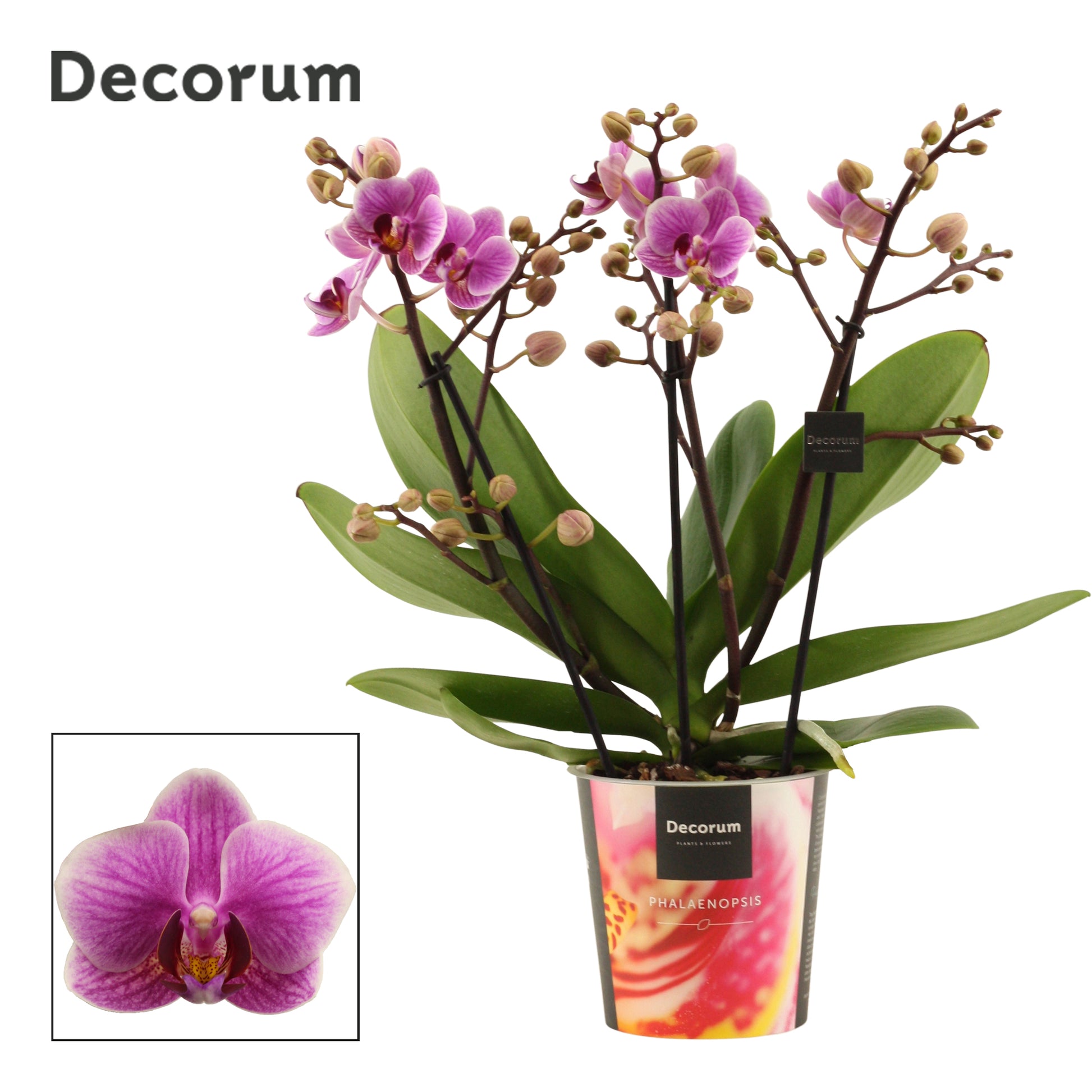 Phalaenopsis dazzling Diva 40cm 12cm Pot