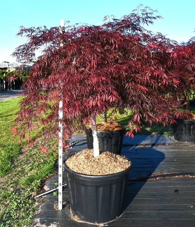 Acer Inaba-shidare 200cm 80cm Pot