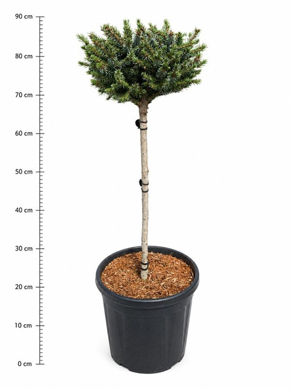 Picea omorika Nana 100cm 32cm Pot