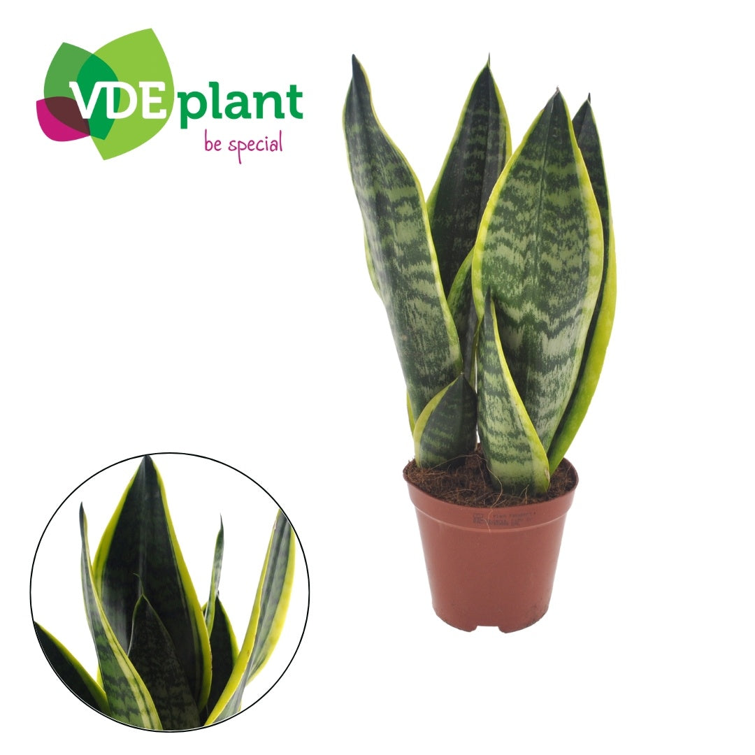 VDE plant BV Sansevieria Futura Superba Pack of 10