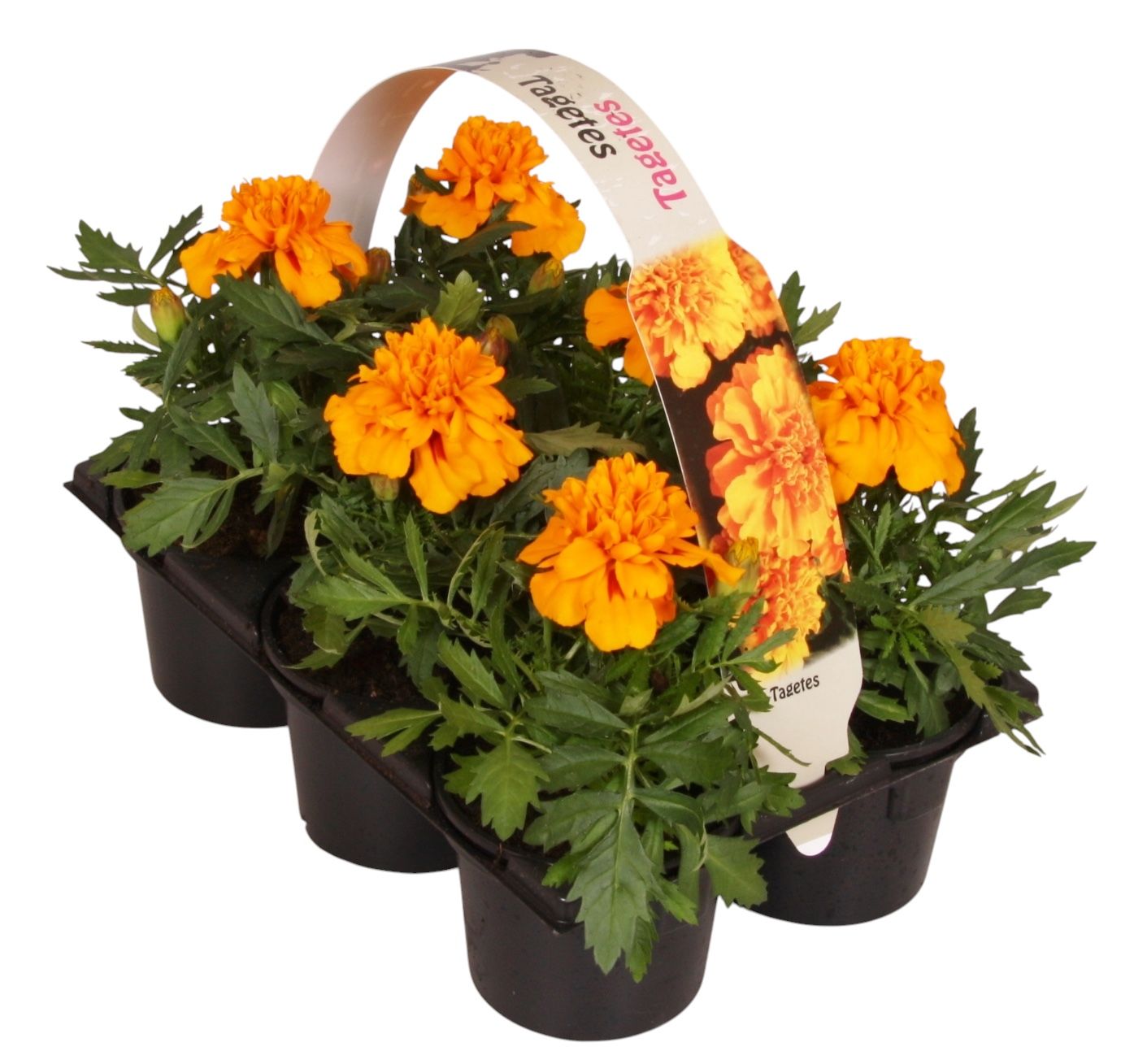 Tagetes pat. orange 15cm 9cm Pot