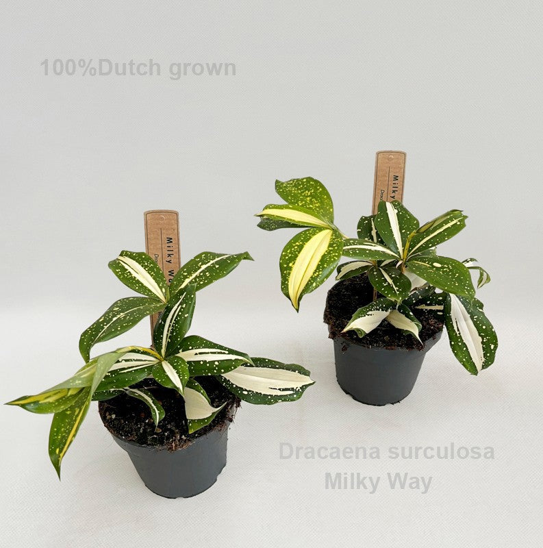 Hofstede Hovaria Dracaena surculosa Florida Beauty Pack of 8