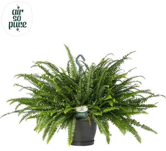 Nephrolepis ex. Green Lady hanging pot 60cm 20cm Pot