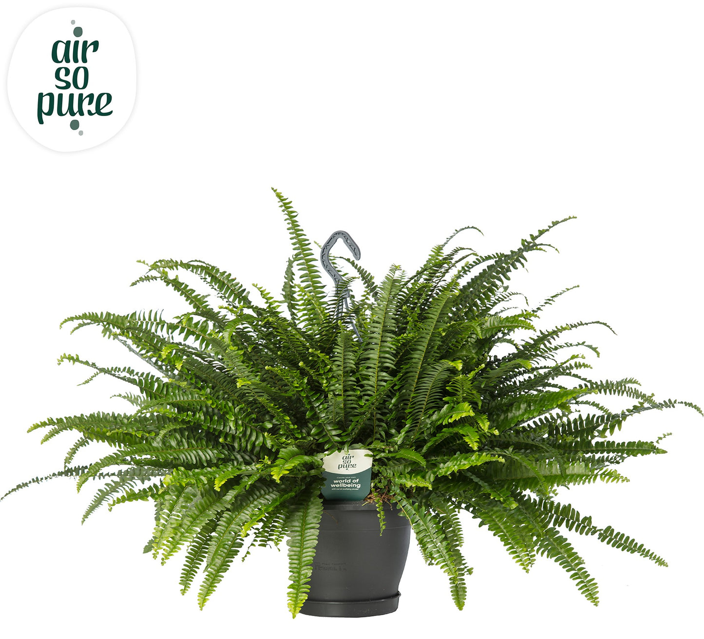 Nephrolepis ex. Green Lady hanging pot 60cm 20cm Pot