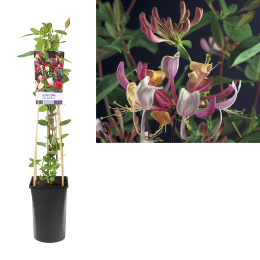 Lonicera Serotina 75cm 17cm Pot
