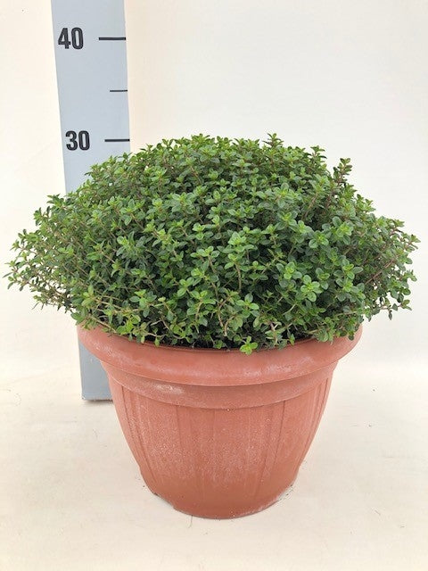 thymus-citriodorus-30cm-25cm-pot