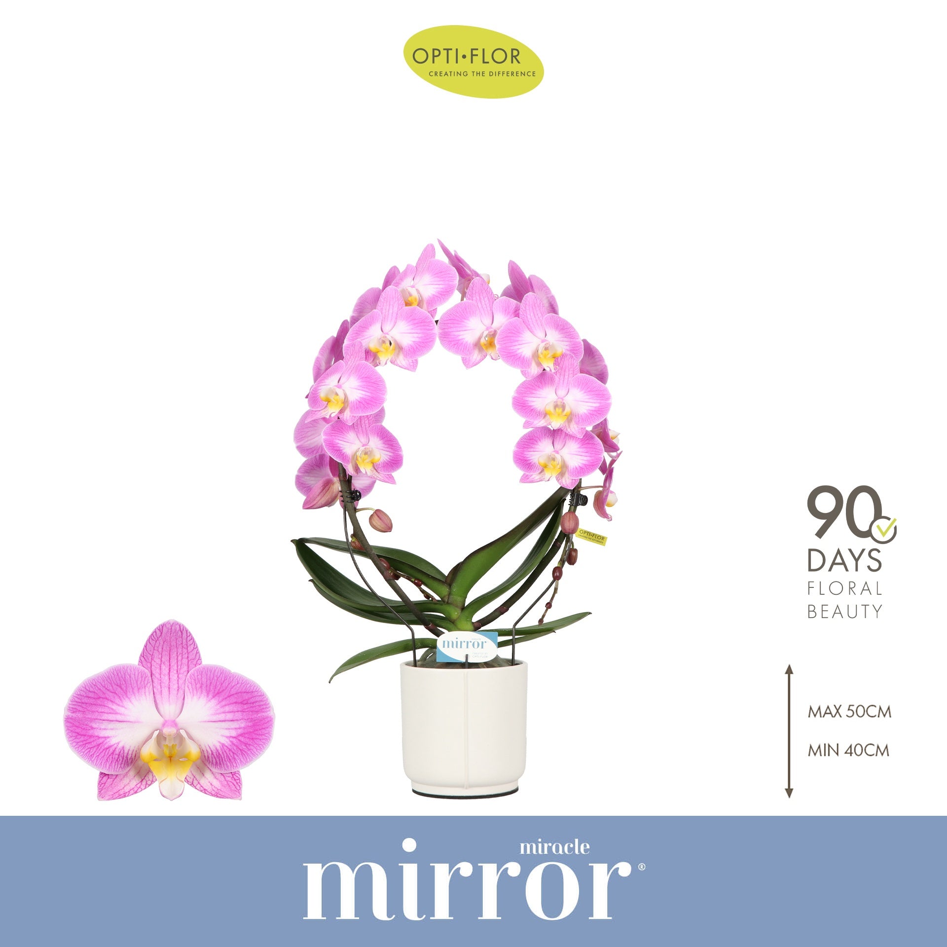 Phalaenopsis pink 50cm 12cm Pot