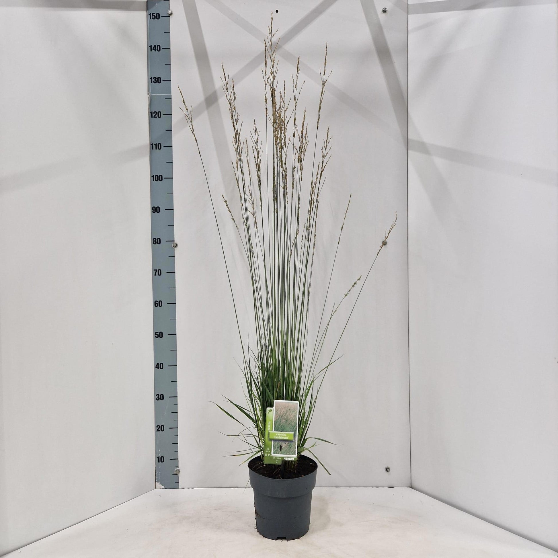 Molinia Heidebraut 125cm 19cm Pot