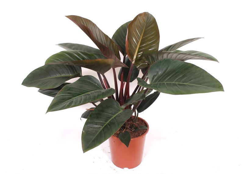 Philodendron scandens 90cm 27cm Pot