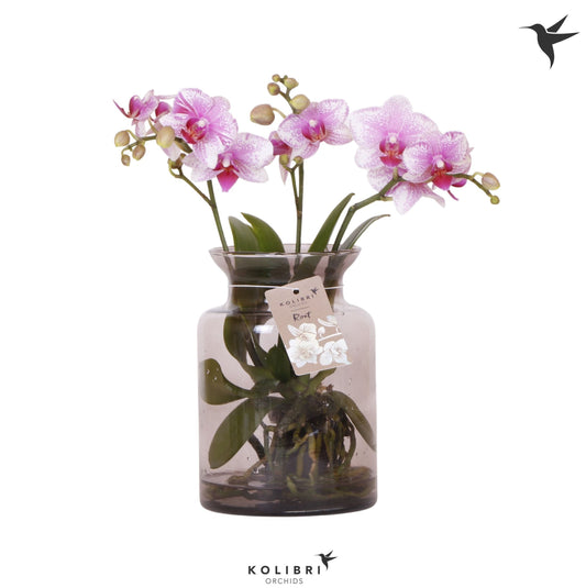 Phalaenopsis Root Pink (+ drp.stolp) 50cm 16cm Pot
