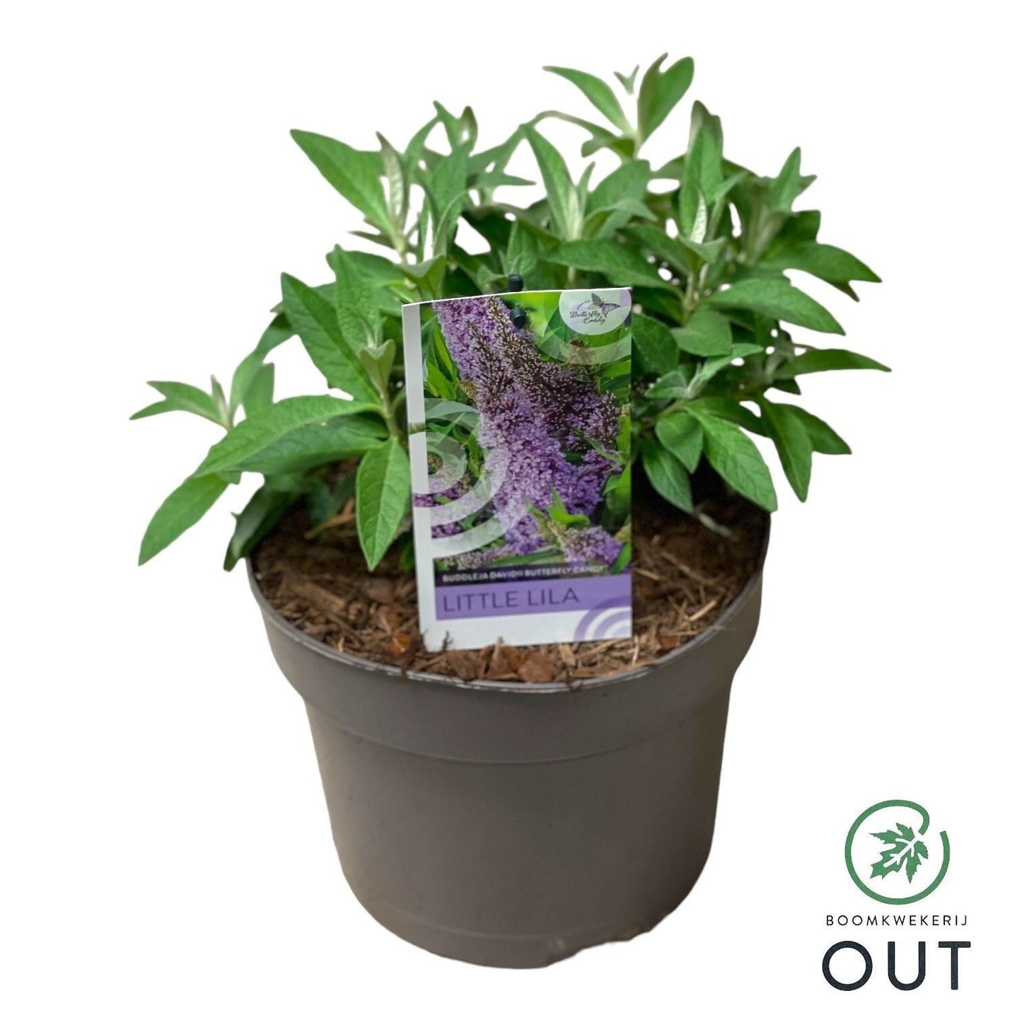 Buddleja Butterfly Candy Little Lila 50cm 19cm Pot