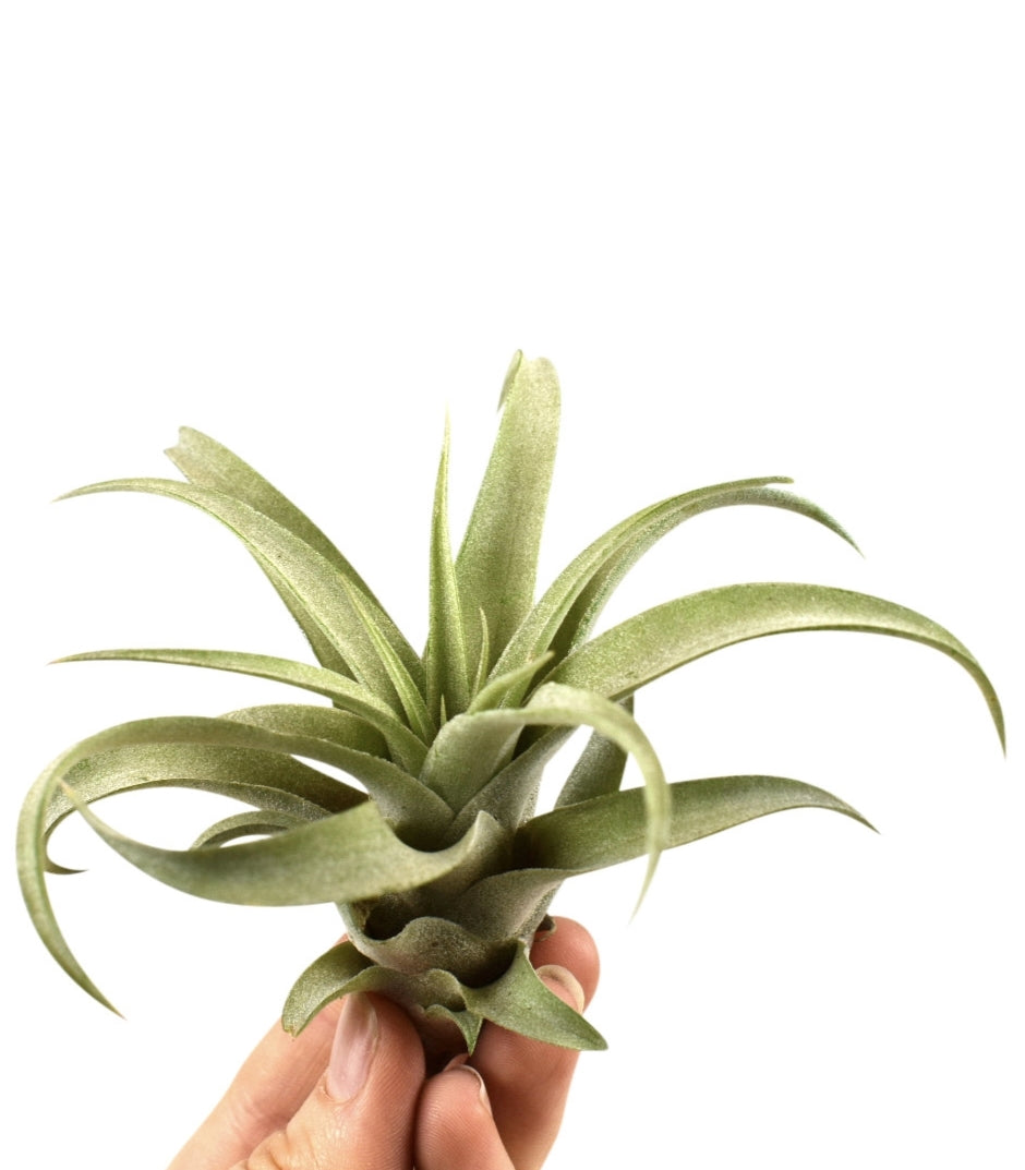 Tillandsia ionantha 8cm 8cm Pot