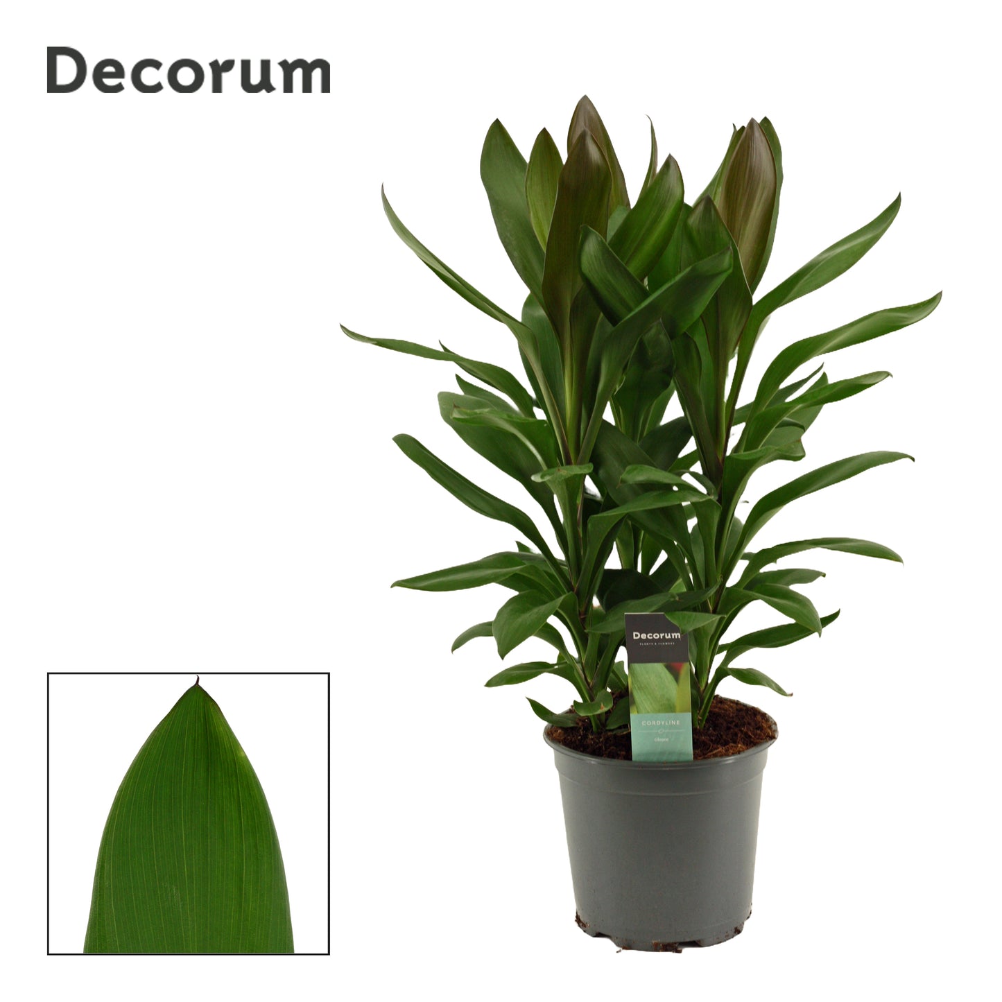 Duijn-Hove BV, kwekerij Cordyline Glauca Pack of 3