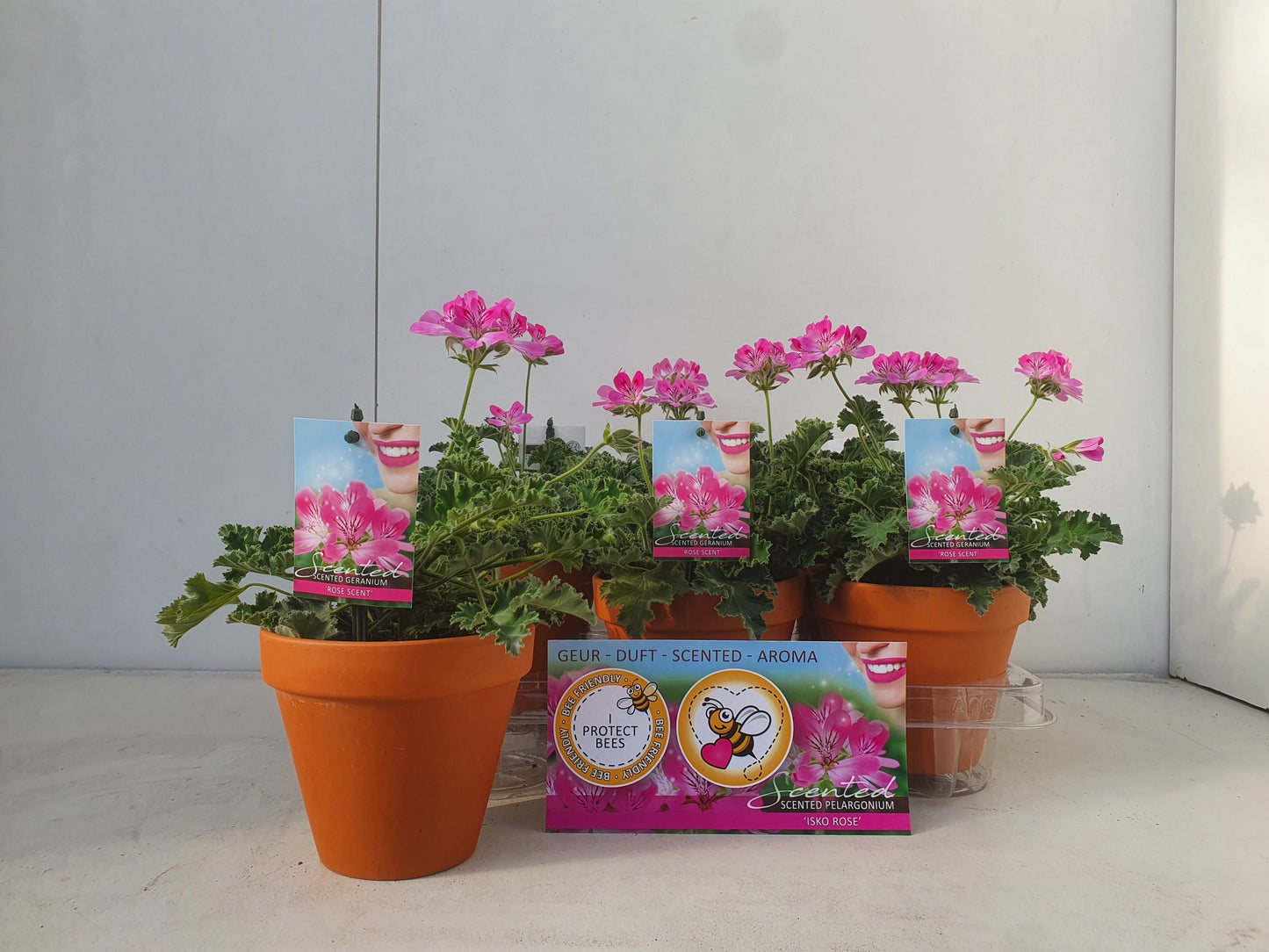 Pelargonium mix scented 25cm 13cm Pot