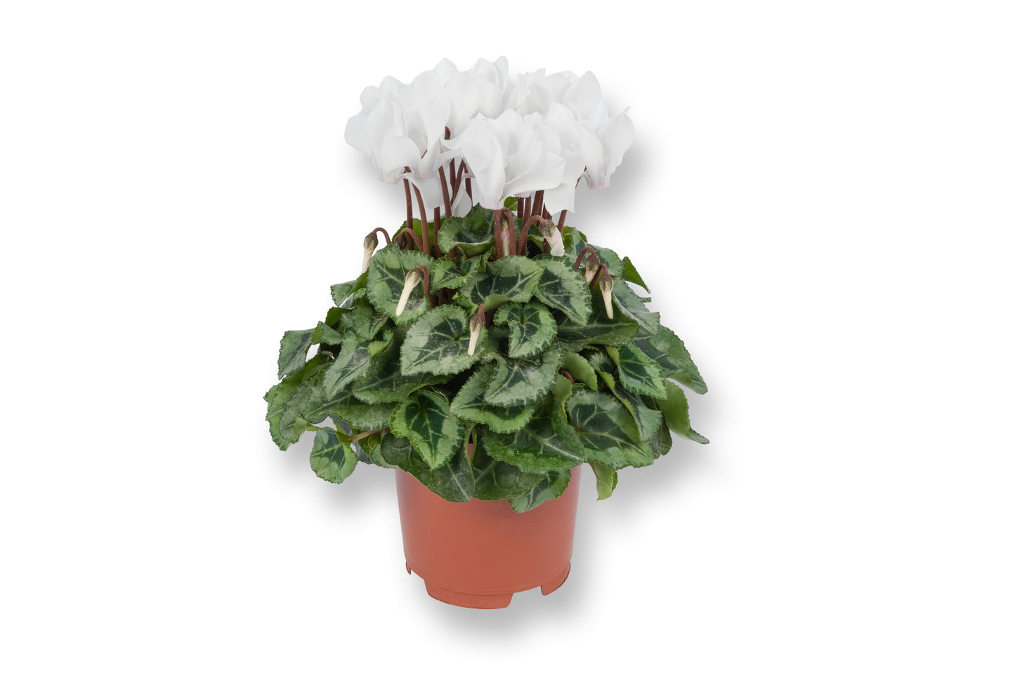 Bergcamp, kwekerij Cyclamen Donatello Pack of 8
