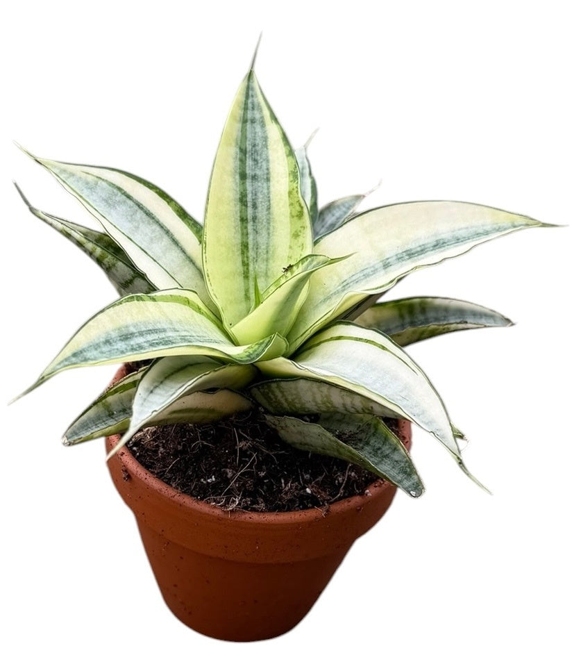 Sansevieria 15cm 8cm Pot