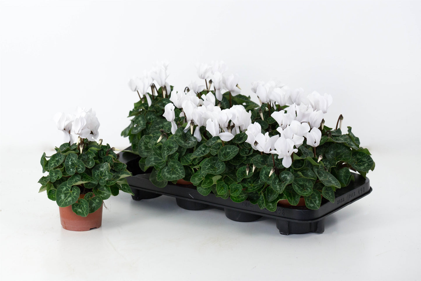 Valk, B. van der Cyclamen Allure white Pack of 8