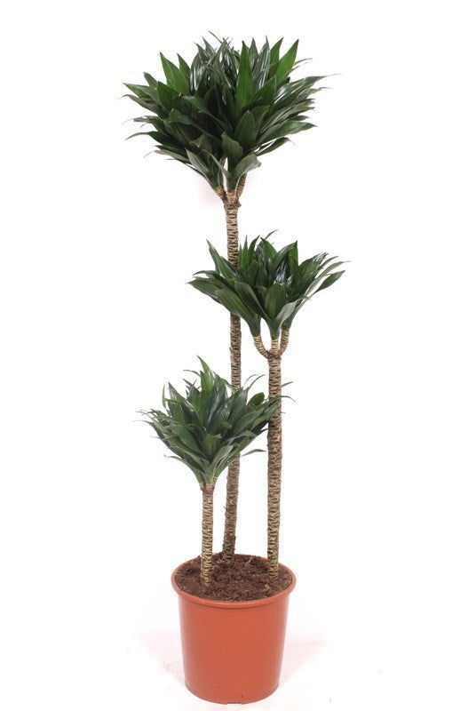 Dracaena fragrans Compacta 140cm 24cm Pot