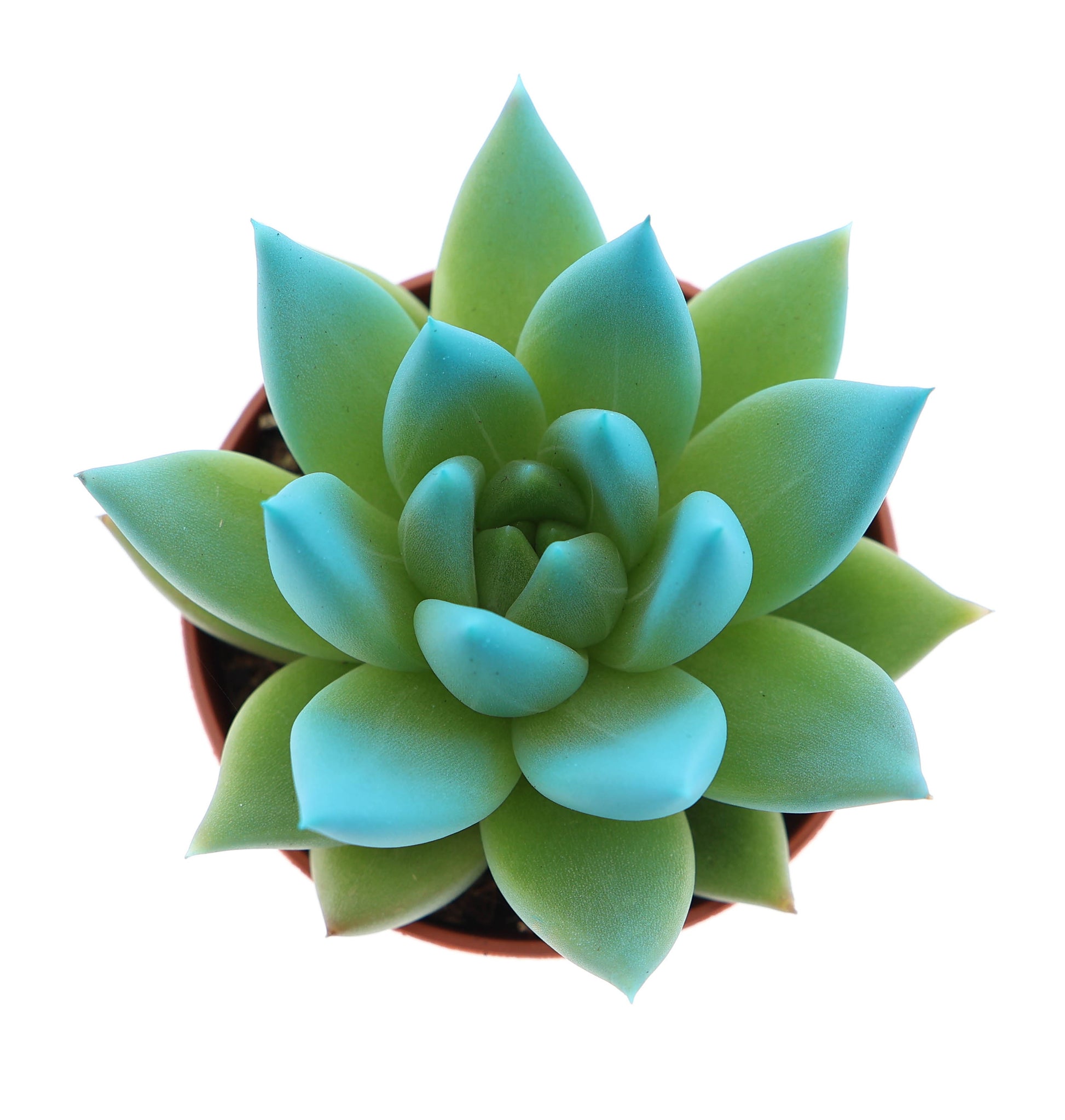 Miranda tips sky blue 8cm 5.5cm Pot