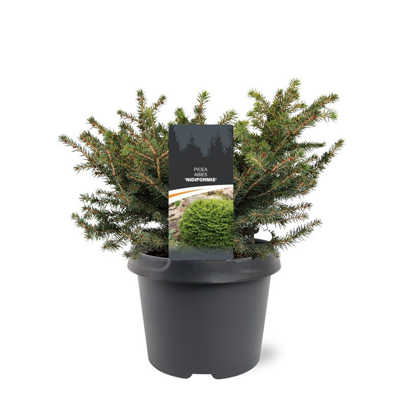 Picea ab. Nidiformis 35cm 19cm Pot