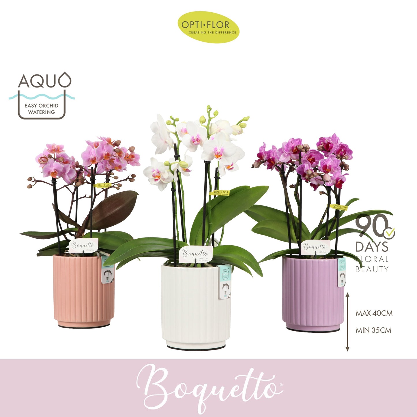 Phalaenopsis mf. Boquetto mix Pinko 35cm 12cm Pot