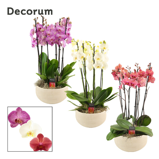 Phalaenopsis mix 65cm 27cm Pot