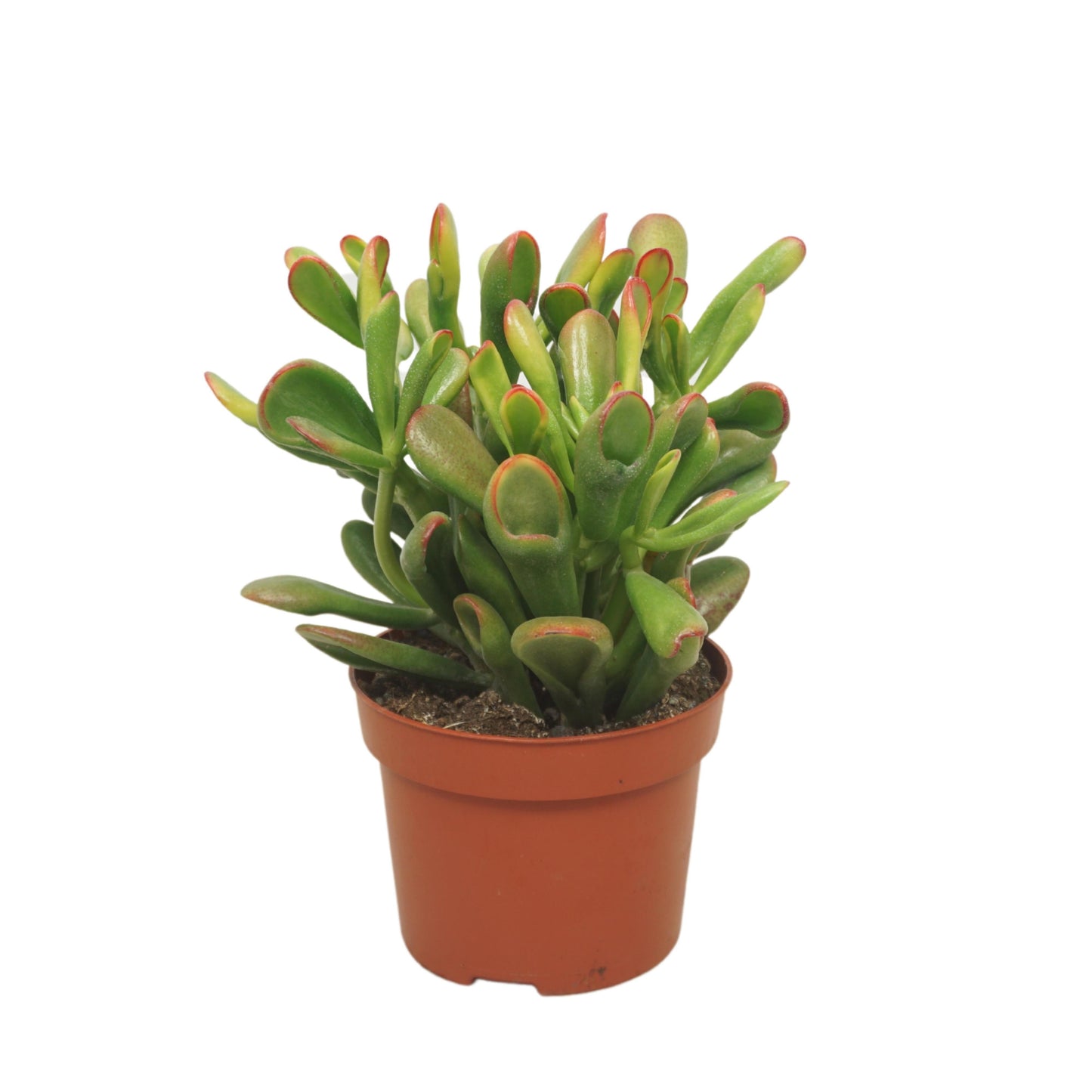 Ubink BV, hkw. Crassula Horn Tree Pack of 6