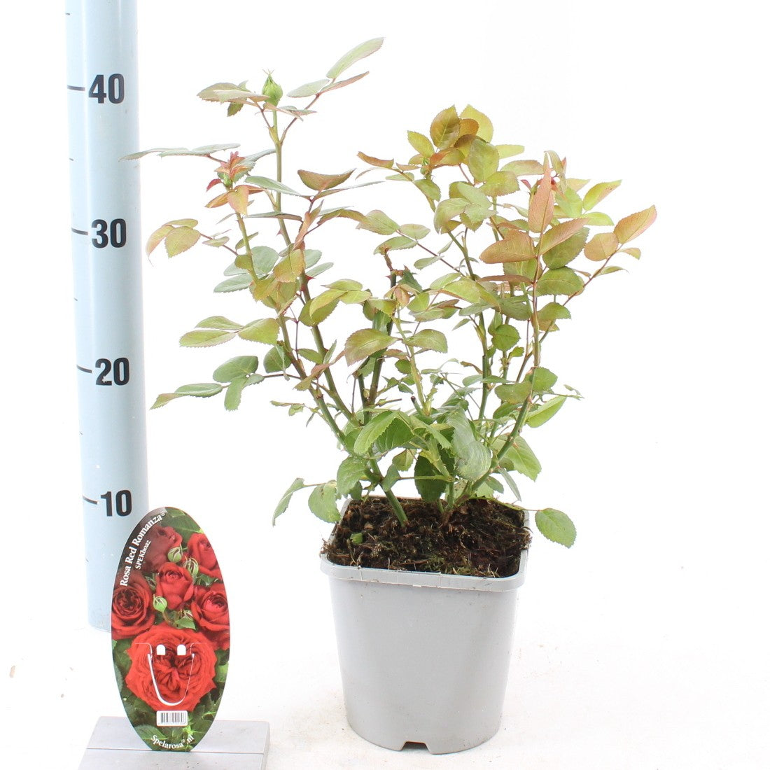 Rosa Hybrid 10cm 14cm Pot