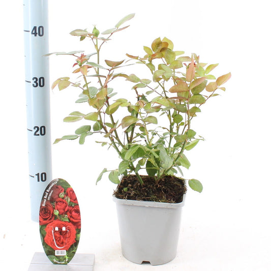Rosa Hybrid 10cm 14cm Pot